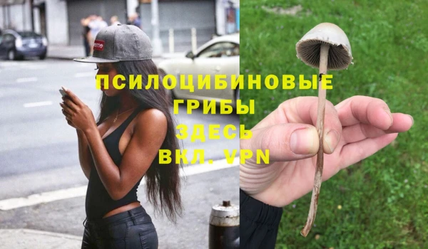 прущие грибы Бронницы